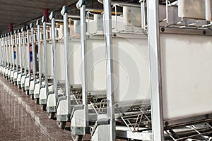 Baggage trolleys, Beijing Capital International Airport.