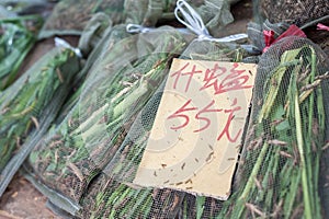 Bagged grasshoppers on sale at Yuen Po Bird Market, Mong Kok, Hong Kong