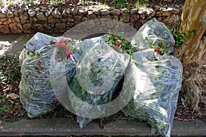 Bagged Yard Waste Waiting for Pick Up on a Curb