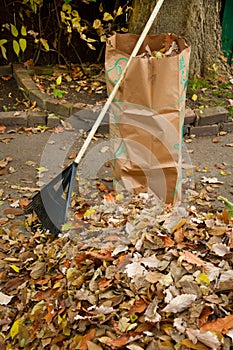 Bagging fall Leaves