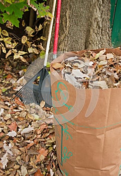 Bagging fall Leaves