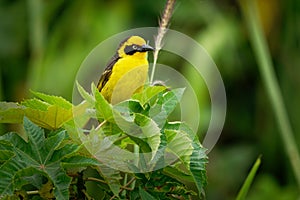 Baglafecht Weaver - Ploceus baglafecht weaver bird from the family Ploceidae which is found in eastern and central Africa, yellow