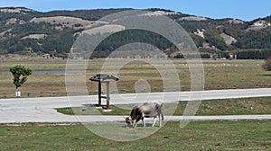 Bagnoli Irpino - Mucca al pascolo su Lago Laceno photo