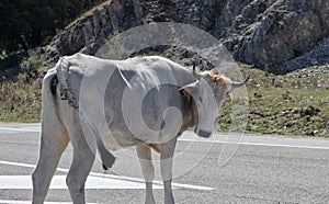 Bagnoli Irpino - Mucca sulla strada del Lago Laceno