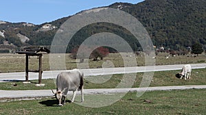 Bagnoli Irpino - Mucche al pascolo su Lago Laceno photo