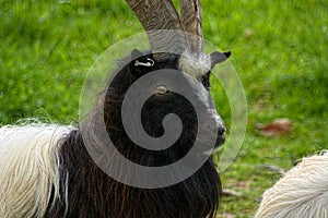 Bagot Goat. A rare breed. UK