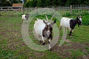 Bagot Goats in Padock walking, ancient breed recorded 1387 in England, used in conservation grazing on brambles and weeds