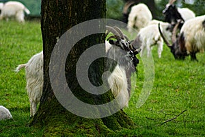 Bagot Goats. A rare breed herd UK