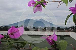 Baground mountain flowers garden rooftop