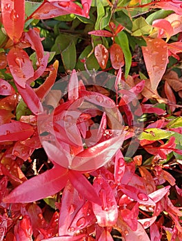 Baground Ornamental plants growing in the yard have red and green leaves