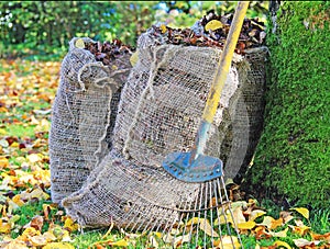 Bags of Autumn Leaves, with Rake