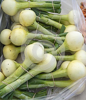 Bags of big white onion bulbs and stalks fresh picked and for sale