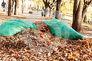 Bolsas de Roble 