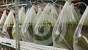 Bags of Plankton on Farm Shelves. Food for Oysters. Pearl Farming. Sea Farm Concept.