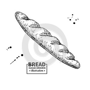 Baguette bread vector drawing. Bakery product sketch.