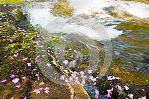 Bagulnik fallen flowers on stream Smolny