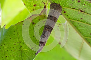 Bagworm Attached To Almond Leaf
