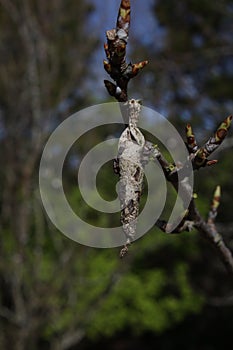 Bagworm case, Liothula omnivora, a nocturnal moth endemic to New Zealand.