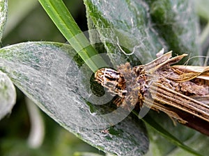 Bagworm 2