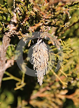 Bagworm Cocoon on an Eastern Red Cedar Tree