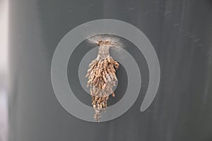 Bagworm Cocoon