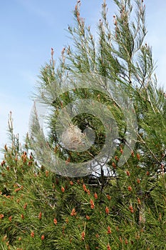 Bagworm cocoon on pine tree branches