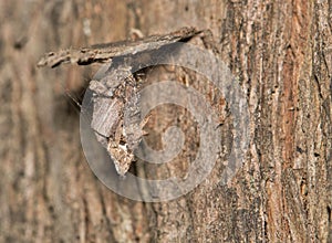 Bagworm cocoon (Thyridopteryx ephemeraeformis) insect on tree.