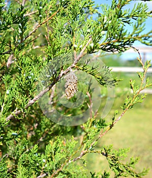 Bagworm on Eastern Red Cedar