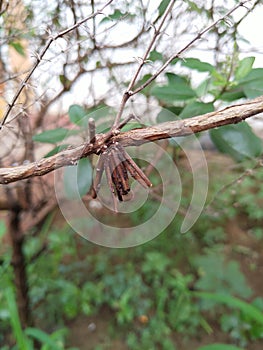 Bagworm larvae in a case