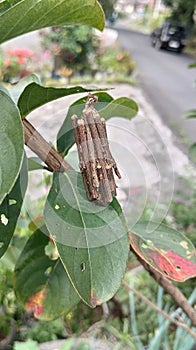 Bagworm Moth Cocoon on Green Leaf