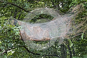 Bagworm Nest