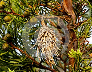 Bagworm on a pine tree