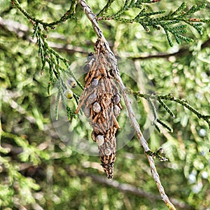 Bagworm on Spruce Tree with Blue Berries