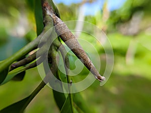 bagworms attached to mango branches