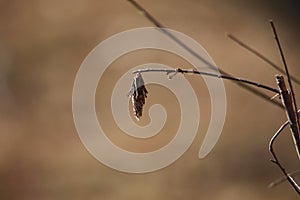 Bagworms hanging on branches