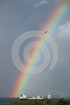 Bahama rainbow with sea gull