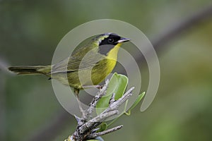 Bahama Yellowthroat, Geothlypis rostrata