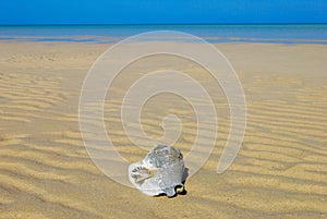 Bahamas beach and shells