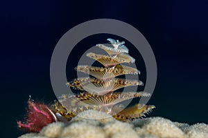 Bahamas christmas tree worm on hard coral