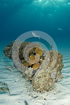 Bahamas Encrusted Wreckage