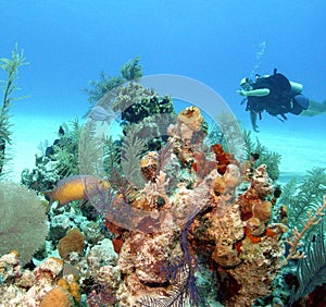 Bahamas reeflife