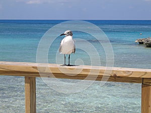 Islas el mar gaviota 