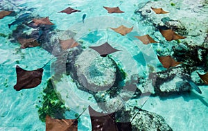 The Bahamas: Young sting rays swimming slowly