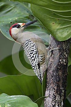 Bahamaspecht, West Indian Woodpecker, Melanerpes superciliaris