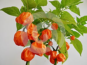 Bahamian goat pepper plant against white wall on balcony.