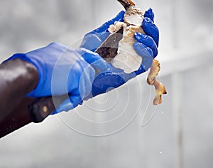 Bahamian man preparing conch for salad