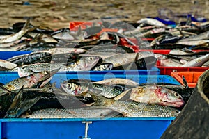 Bahia de Pucusana pescados frescos para comer