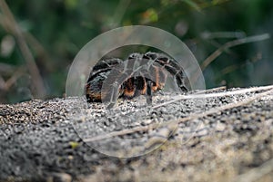 Bahia Scarlet Tarantula