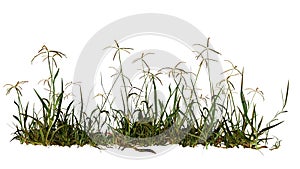 Bahiagrass, Paspalum notatum isolated on white background
