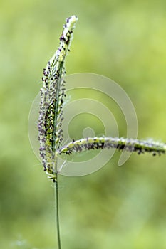Bahiagrass Seed Head - Paspalum notatum